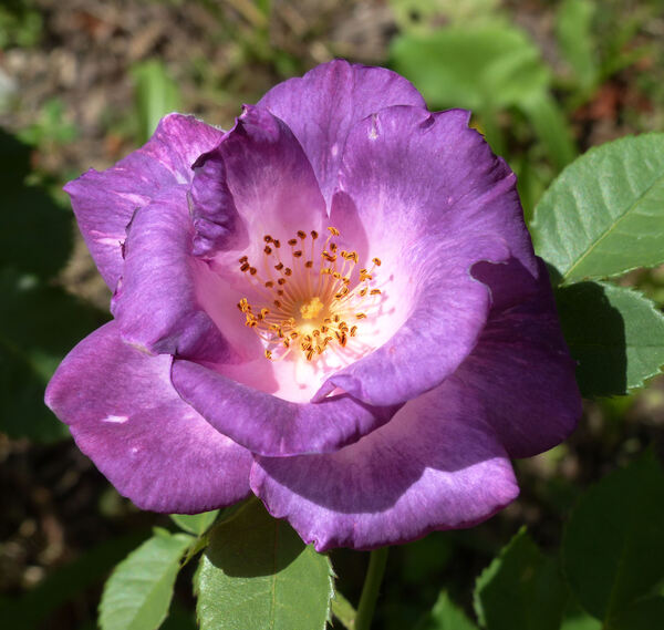 Rosa 'Blue For You'