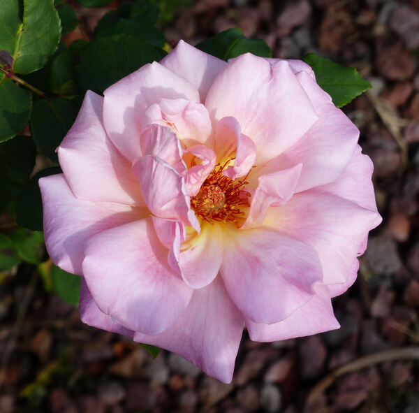 Rosa 'Astrée'