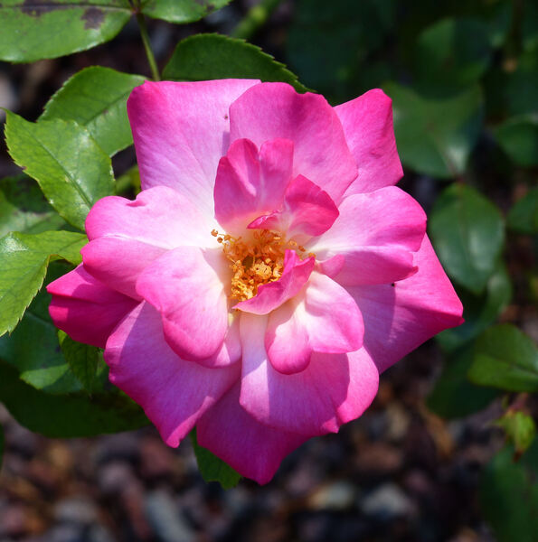 Rosa 'Vie en Rose'