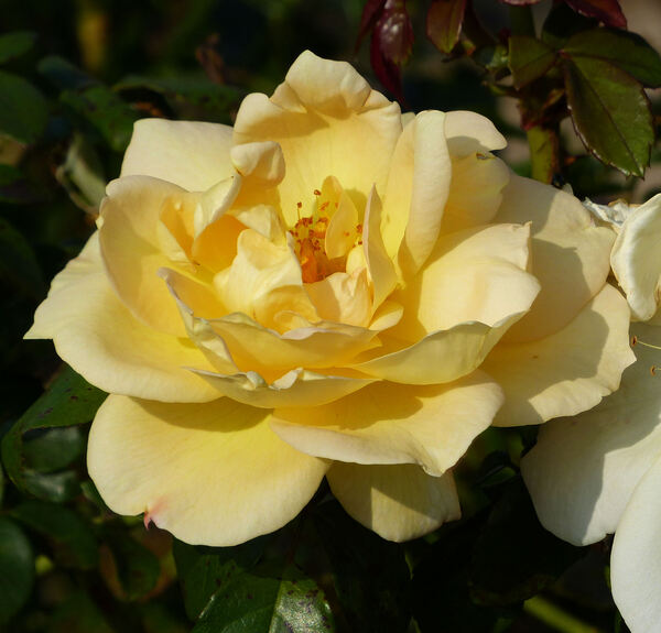 Rosa 'Sunstar ®'