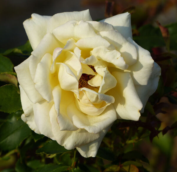 Rosa 'Belle Champenoise'