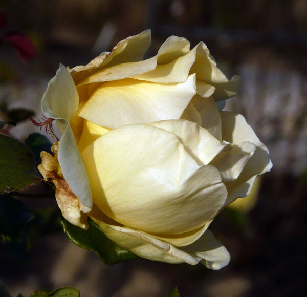 Rosa 'Belle Champenoise'