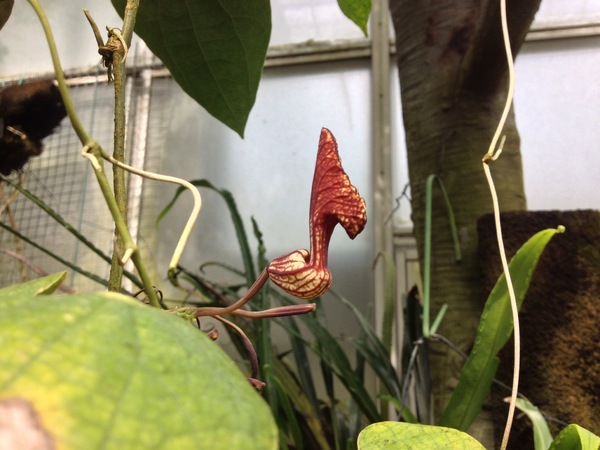 Aristolochia peruviana O.C.Schmidt