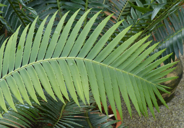 Dioon spinulosum Dyer