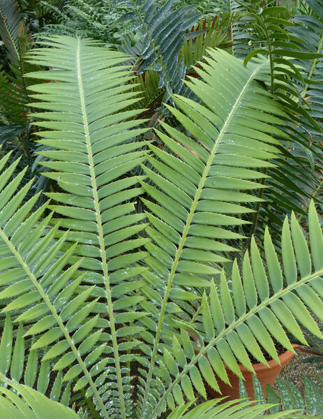 Dioon spinulosum Dyer