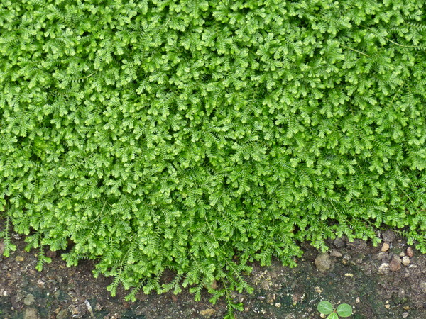 Selaginella kraussiana (Kunze) A.Braun
