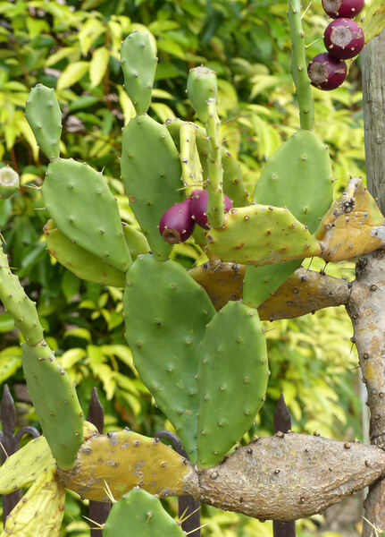 Opuntia haematocarpa A. Berger