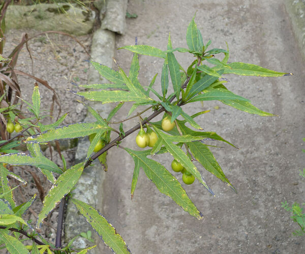 Solanum laciniatum Aiton