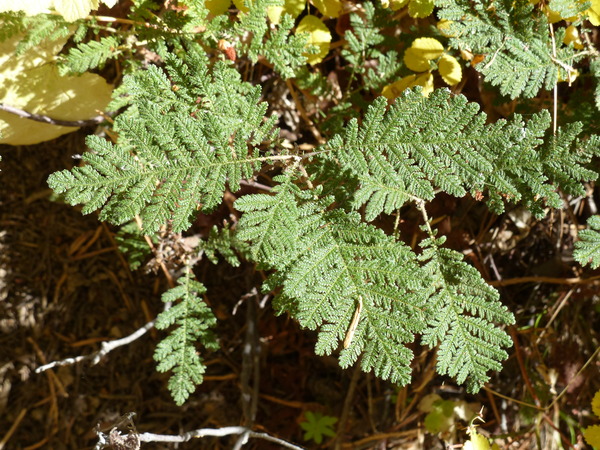 Chamaebatia foliolosa Benth.