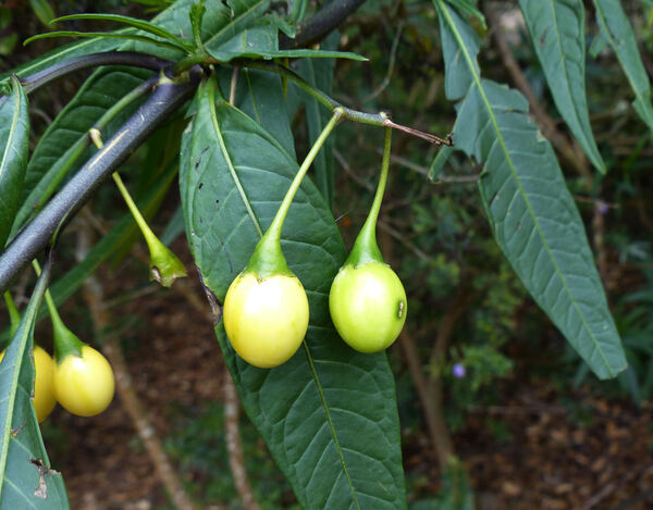 Solanum aviculare G.Forst.