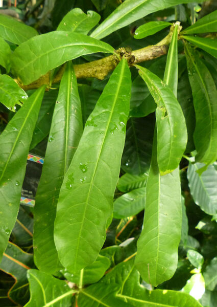 Crescentia cujete L.