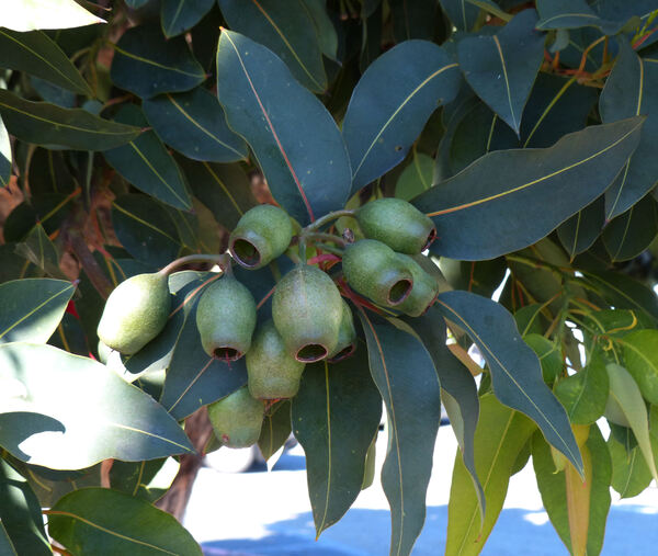 Corymbia ficifolia (F. Muell.) K.D. Hill & L.A.S. Johnson