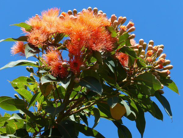 Corymbia ficifolia (F. Muell.) K.D. Hill & L.A.S. Johnson