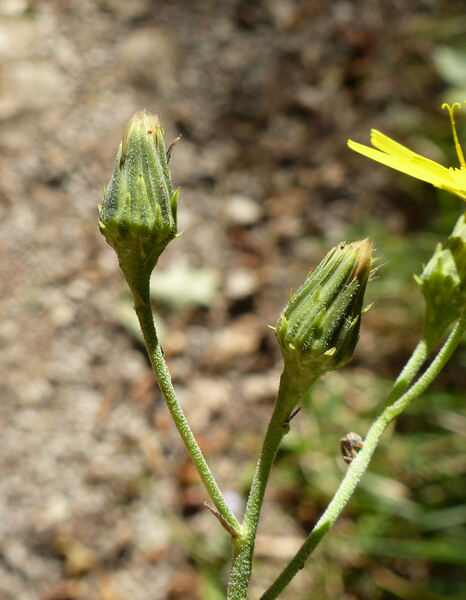 Hieracium racemosum Waldst. & Kit. ex Willd.