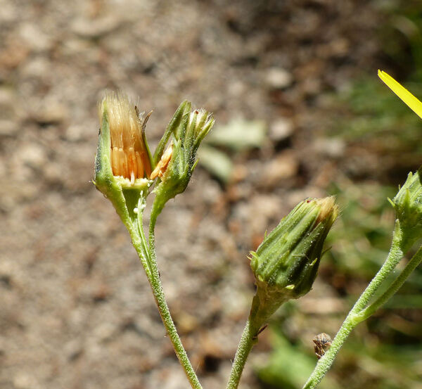 Hieracium racemosum Waldst. & Kit. ex Willd.
