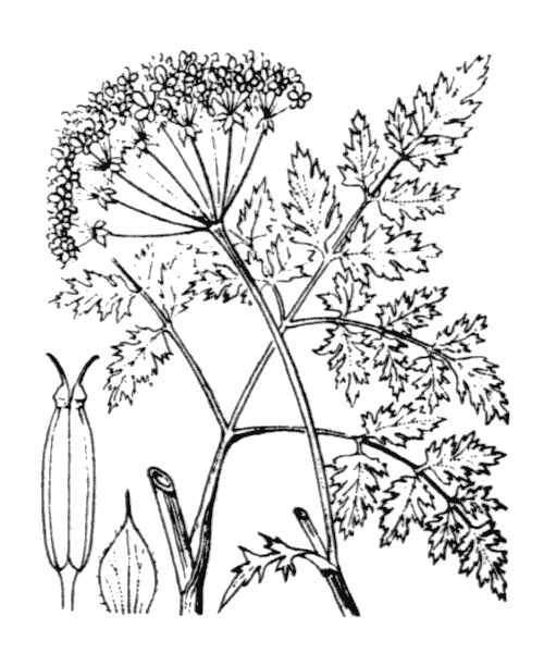 Anthriscus sylvestris (L.) Hoffm.