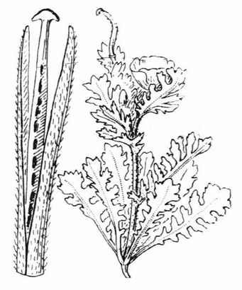 Glaucium corniculatum (L.) Rudolph subsp. corniculatum