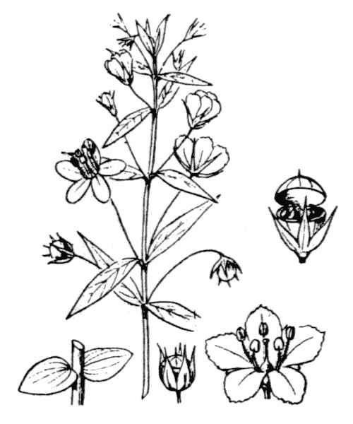 Lysimachia arvensis (L.) U.Manns & Anderb.
