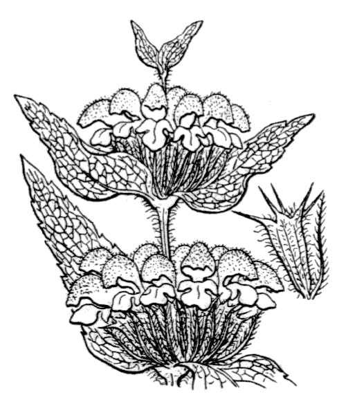 Phlomis herba-venti L. subsp. herba-venti