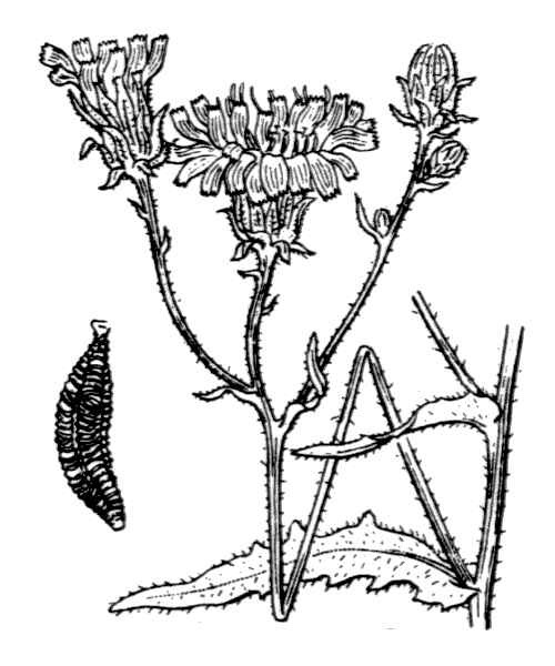 Picris hieracioides L.