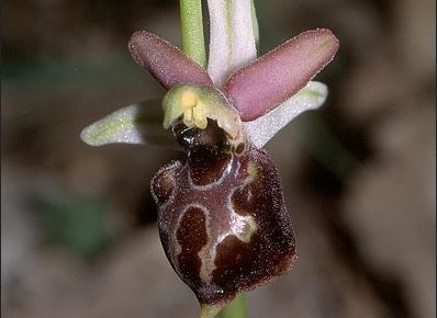 Ophrys exaltata Ten. subsp. montis-leonis (O.Danesch & E.Danesch) Soca
