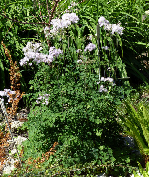 Thalictrum aquilegiifolium L. subsp. aquilegiifolium