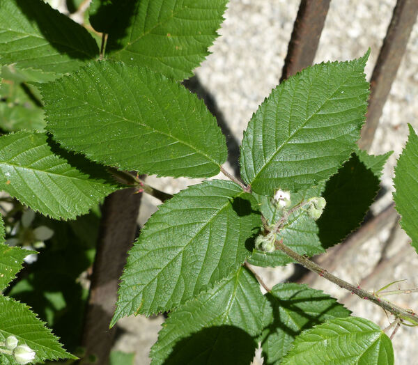 Rubus fruticosus L. s.l.