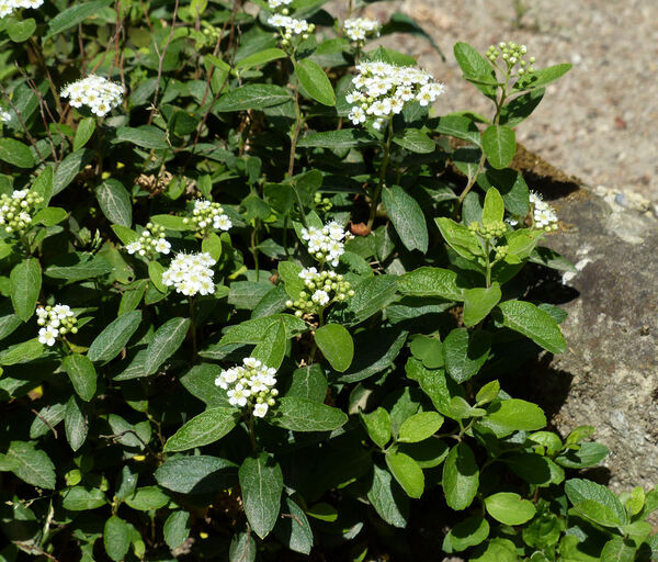 Spiraea decumbens W.D.J.Koch subsp. decumbens