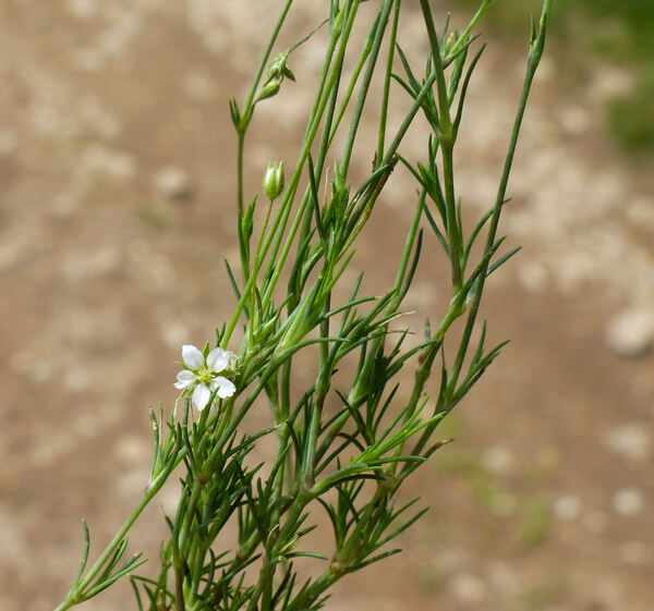 Sabulina mediterranea (Ledeb. ex Link) Rchb.