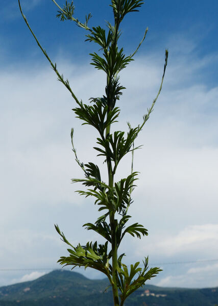 Delphinium halteratum Sm. subsp. halteratum