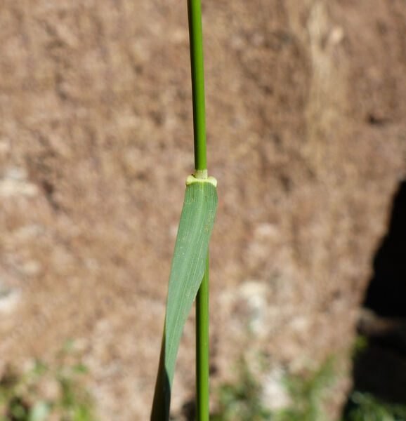 Oloptum thomasii (Duby) Banfi & Galasso