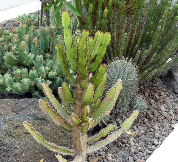Euphorbia confinalis R.A. Dyer