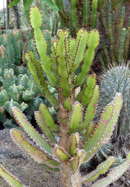 Euphorbia confinalis R.A. Dyer