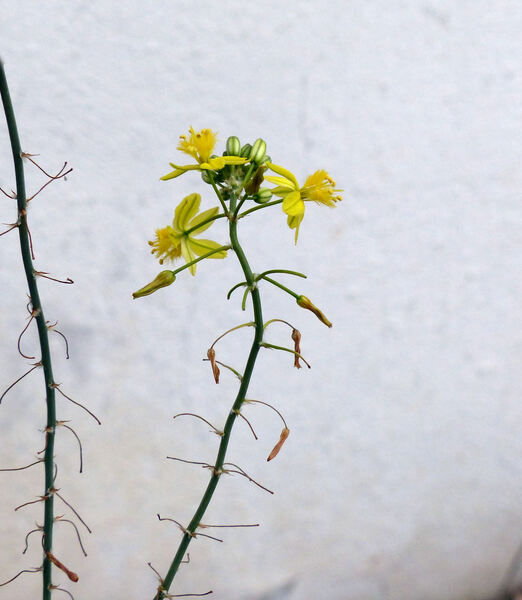 Bulbine frutescens (L.) Willd.