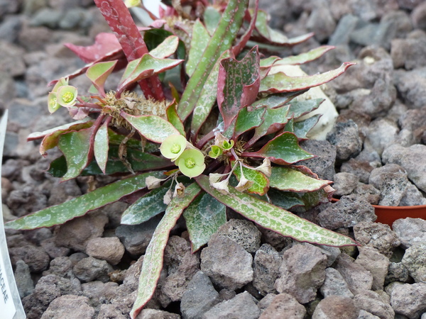 Euphorbia francoisii Leandri