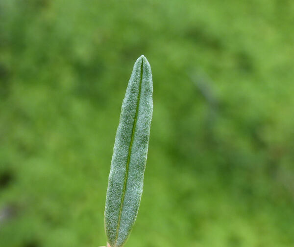 Helianthemum apenninum (L.) Mill. subsp. apenninum
