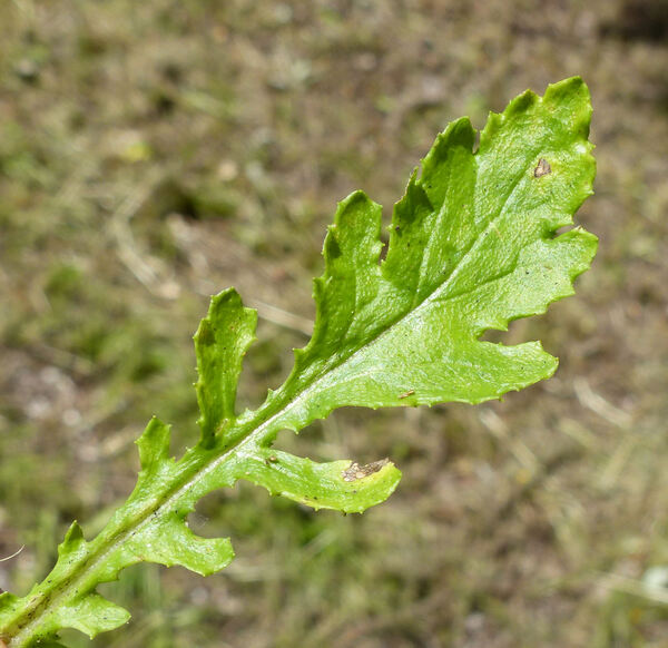Senecio squalidus L. subsp. rupestris (Waldst. & Kit.) Greuter