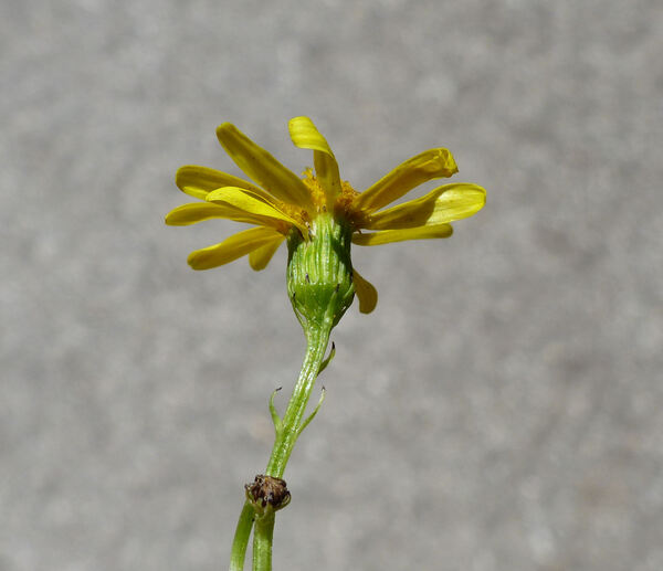 Senecio squalidus L. subsp. rupestris (Waldst. & Kit.) Greuter