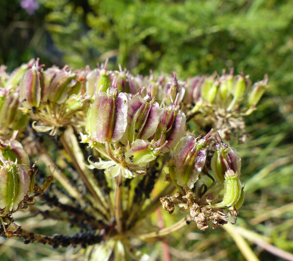 Laserpitium halleri Crantz subsp. halleri