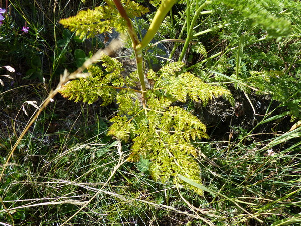 Laserpitium halleri Crantz subsp. halleri