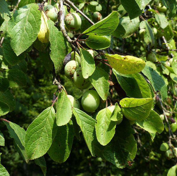 Prunus domestica L. subsp. insititia (L.) Bonnier & Layens