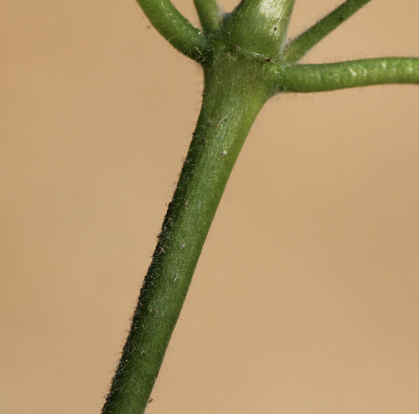 Circaea lutetiana L. subsp. lutetiana
