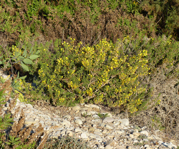 Ononis natrix L. subsp. arganietorum (Maire) Sirj.