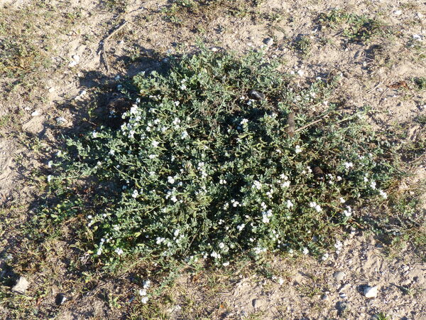 Heliotropium gr. bacciferum