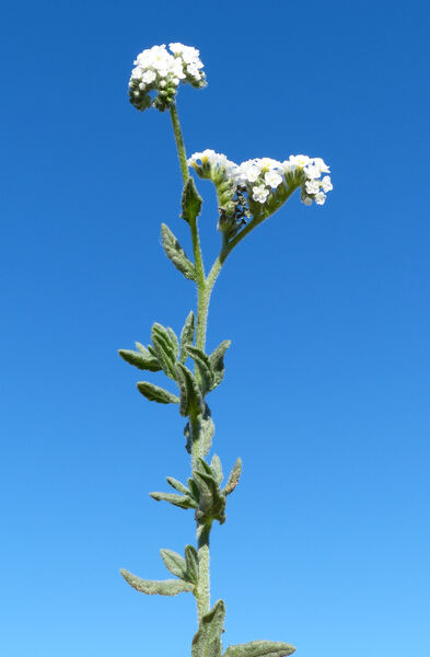 Heliotropium gr. bacciferum