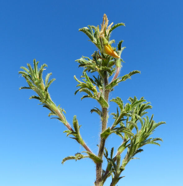 Ononis natrix L. subsp. arganietorum (Maire) Sirj.