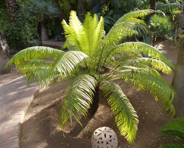 Lepidozamia peroffskyana Regel