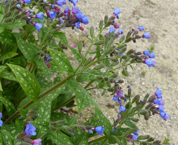 Pulmonaria angustifolia L. 'Bentl's Blue'