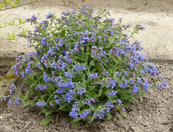 Pulmonaria angustifolia L. 'Bentl's Blue'