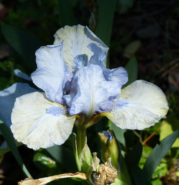 Iris 'Mala Maja'